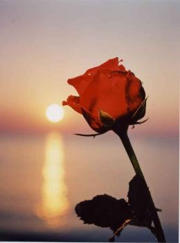 Rosa non sfiorisce