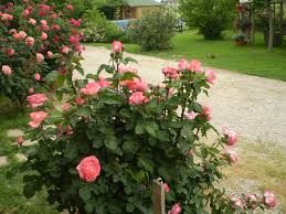 Rose di maggio