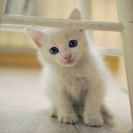 Occhi di gatto