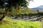 Fiori dautunno