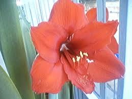 Bocciolo in fiore