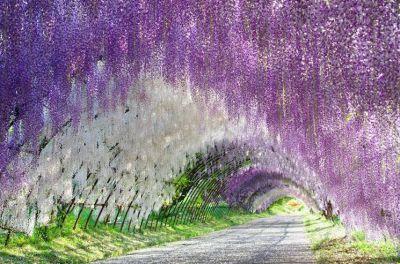 Ora che il glicine è in fiore
