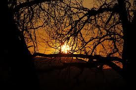 Rami al tramonto
