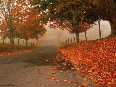 Le foglie paglierine