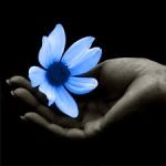Un fiore