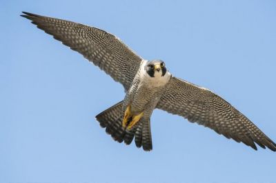 Come un falco