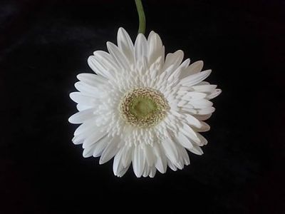 Ora abiti nel Vento