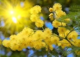 Mimosa