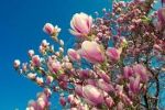 Esotici profumi di primavera