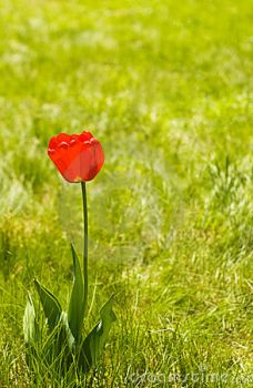 Il tulipano