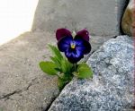 Le viole del pensiero