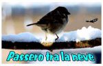 Passero tra la neve