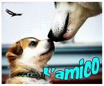 L'amico