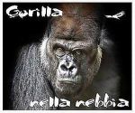 Gorilla nella nebbia