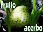 Frutto acerbo