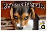 Reo e colpevole (I nodi della storia)