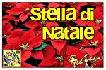 Stella di Natale (acrostico)