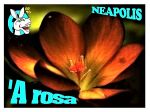 A rosa