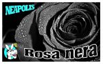 Rosa nera