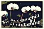 Accipicchia al ciclamino