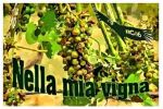 Nella mia vigna