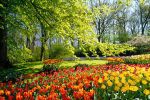 La danza dei fiori