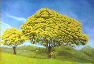 La mimosa