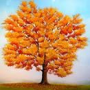 Quercus