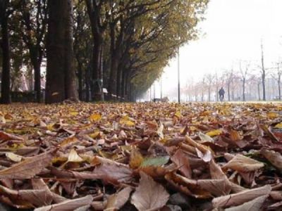 Foglie s'un albero d'autunno