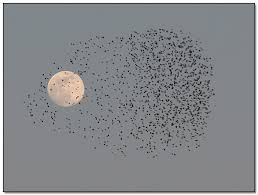Bisbigli dal cielo