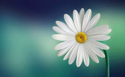 Della rosa e del vento