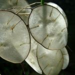 Lunaria