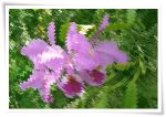 Cattleya