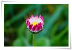 Tra i petali di quel fiore