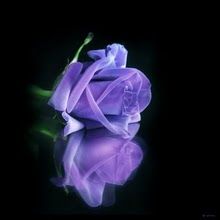 Velluto di rosa blu