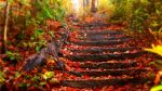 Danza d'autunno