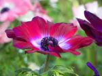 Come fiore