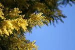 Gialle mimose (8 Marzo)