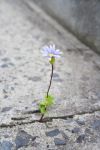Esile fiore