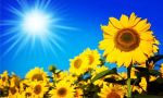 “Girasole alla ricerca del sole”