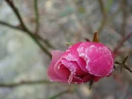 Bocciolo d'inverno
