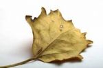Come foglia dautunno