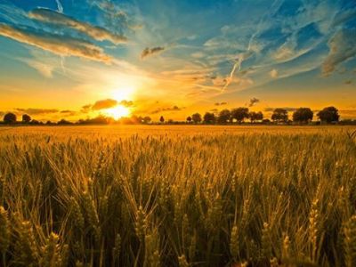 La saggezza del grano