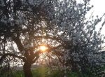 Il mandorlo