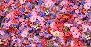  la stagion dei fiori