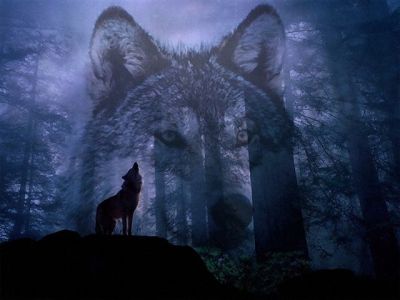Anima di Lupo