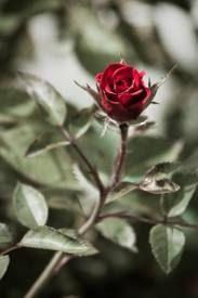 Rosa fra Tante