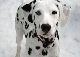 Il mio cane