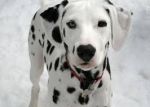 Il mio cane