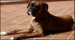 Boxer